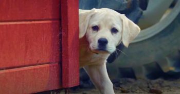 Puppy Quaking From The Cold, Gazes At Man Throwing Out Trash