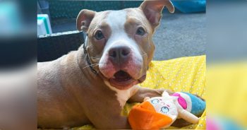 Dog Bound To Fence By Callous Owner Manages To See The Good In People