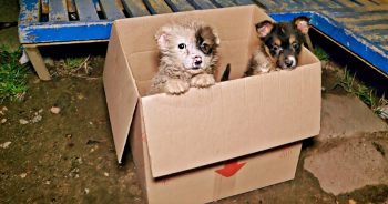Bus Driver Comes Brakes When She Sees Puppies ‘Poking Out’ Of A Cardboard Box
