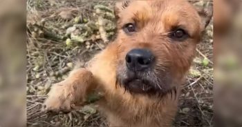 Puppy Shows Rescuers Painful Encounter With Cactus So They Can Make It Better