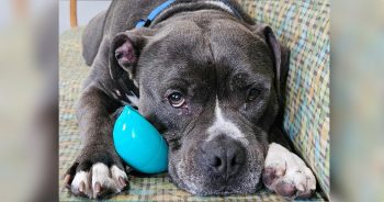 Senior Dog Winds Up In Shelter For Doing ‘Nothing Wrong’