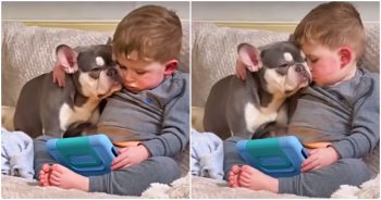 Toddler Boy Sinks Into Dog And Plants Kisses All Over Her Face