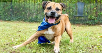 Senior Shelter Dog Wore A Cape To Signify His ‘Super Power’ And It Worked