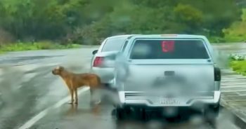 Puppy Dumped In The Middle Of Road During A Tornado Warning