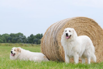 7 Crazy Things That Are Perfectly Normal for Great Pyrenees