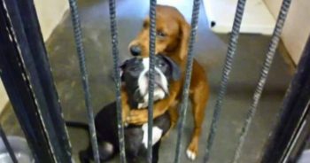 Hugging Photo Saves Dogs from Being Euthanized, Gives Them New Chance