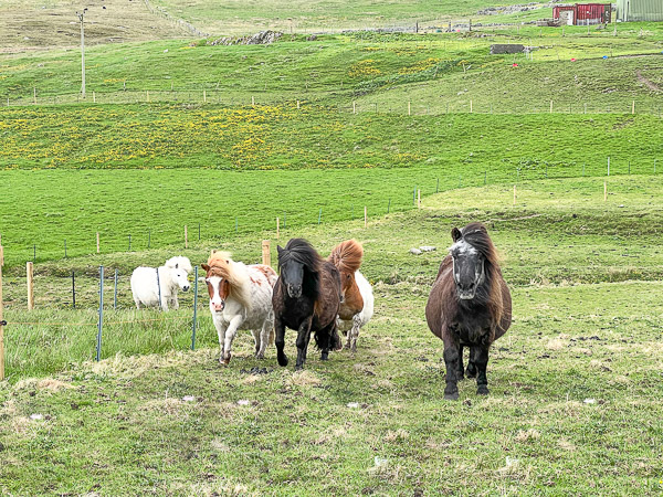 Shetland Pony Racing