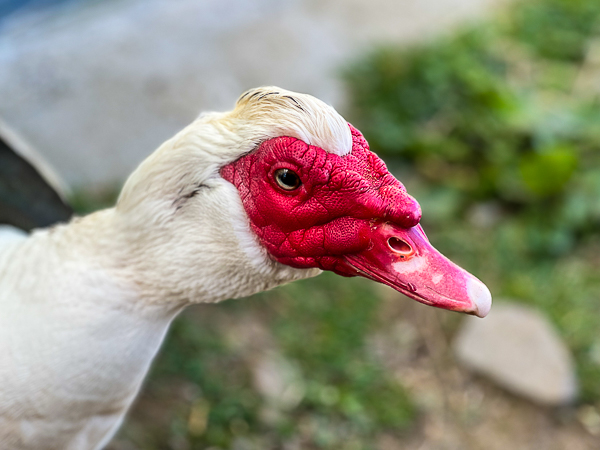 Duck Nurseries