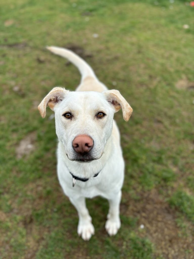 Looking for a furry friend? The Ontario SPCA is hosting an adoption event