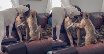 Anxious Puppy Seeks Warmth With His New Buddies