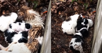 ‘Heroic’ Mama Dog Fights To Shield Her Newborn Pups From Harsh Weather