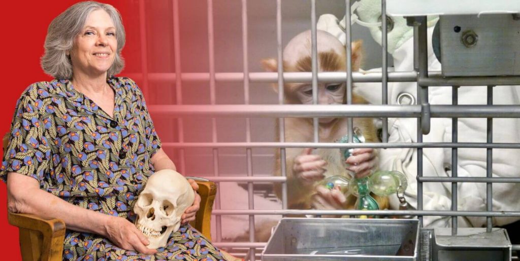 40 Years of Monkey Misery: Margaret Livingstone’s Cruel Career Timeline