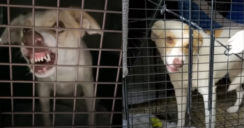 Terrified Dog Growls At Rescuers But Quickly Changes Her Tone