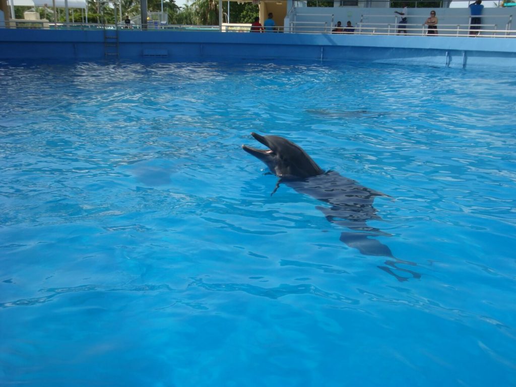 Hot off the Press: Damning E-Mails Released Concerning Hellhole Miami Seaquarium