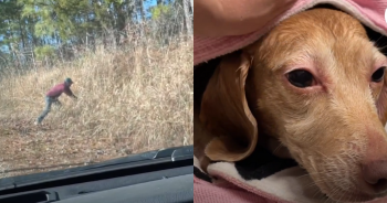 Couple Discovers Abandoned Senior Beagle on Remote Road