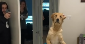 Golden Retriever Puppy ‘Baffled’ by Mirror During Adorable Hide-and-Seek Game