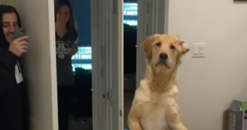 Golden Retriever Gets ‘Hilariously Confused’ by Mirror During Hide-and-Seek