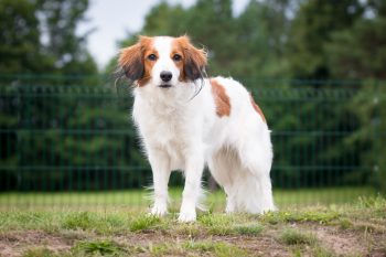The 6 Most Underrated Dog Breeds That Deserve More Recognition