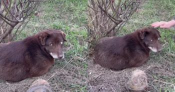 Poor Blind Dog Abandoned Near Roadside Is Not Expecting What Love Feels Like