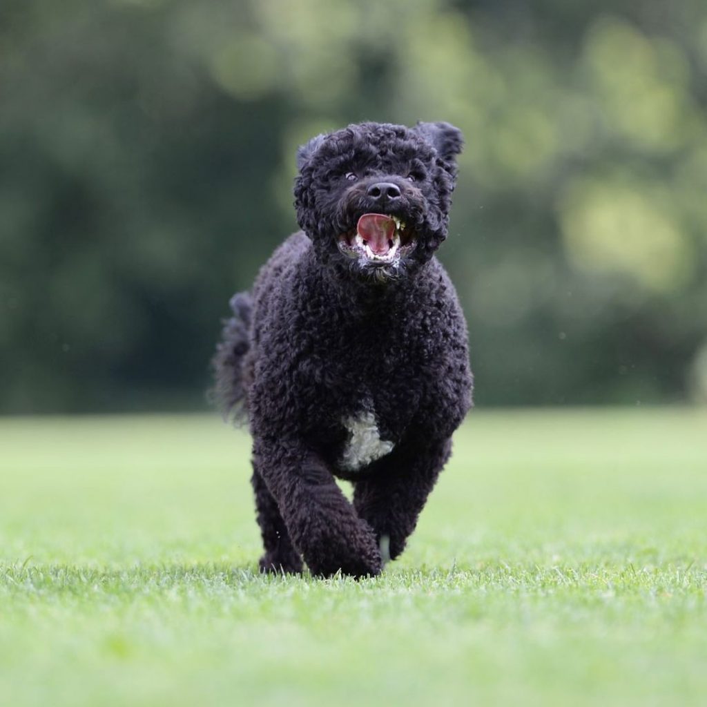 Cost of a Portuguese Water Dogs Puppy by US Region [2024]