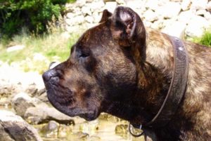 Cost of a Presa Canario Puppy by US Region [2024]