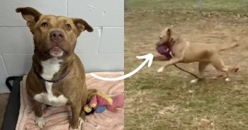 Pup Refuses To Be Alone And Played With “Imaginary Friends” After Not Being Adopted