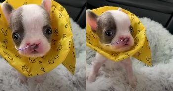 Puppy Grows Up Healthy After Starting Life in an Incubator