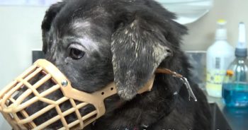 Scared Dog Who Never Knew Kindness Now Loves Belly Rubs