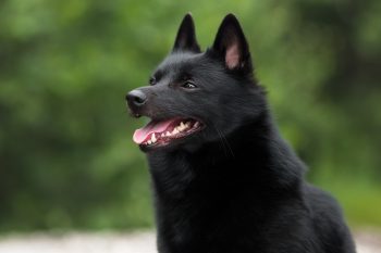 Cost of a Schipperkes Puppy by US Region [2024]