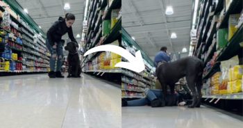 Service Dog Saves Owner During Seizure at Grocery Store