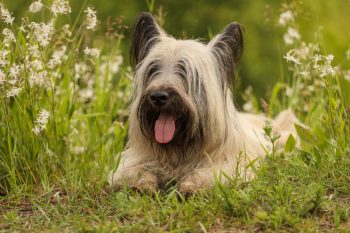 Cost of a Skye Terrier Puppy by US Region [2024]