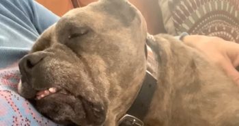 Sweet Pitbull Abandoned and ‘Cries’ When Owner Stop Petting