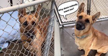 This Shelter Dog Has Been Waiting for 353 Days Longing To Be Adopted