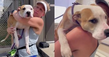 This Shelter Dog Hugs Everyone, Hoping to Find a Home