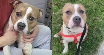 This Sweet Pit Bull is Looking for a New Home After Being Left At The Shelter