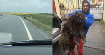 Stranded Dog Waits Days In ‘Blistering’ Cold for Rescue on Highway