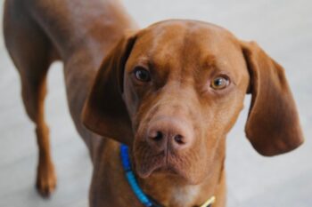 7 Crazy Things That Are Perfectly Normal for Vizsla