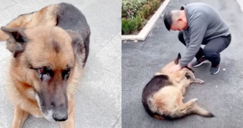 Former Police Dog Sheds Tears of Joy Reuniting With Her Long-Lost Handler