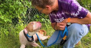 Woman Rescues Abandoned Pit Bull on Highway