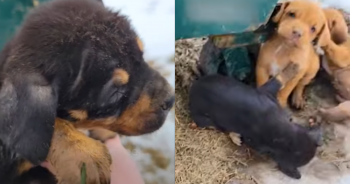 Abandoned Puppies Found ‘Shivering’ Behind a Dumpster