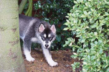 The 10 Oldest Known Living Dog Breeds