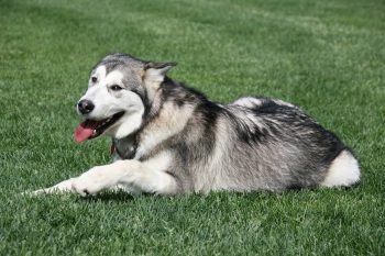 Alaskan Malamute Colors: 7 Stunning Variations with Pictures