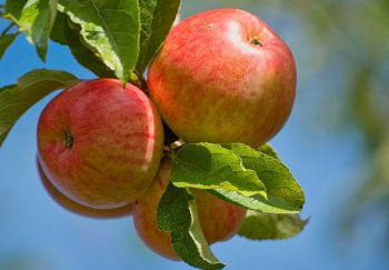 Are Apples Safe For Dogs To Eat?