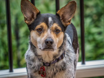 7 Crazy Things That Are Perfectly Normal for Australian Cattle Dogs