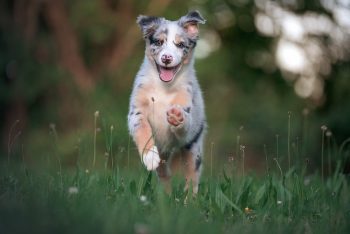 Top 10 Dog Breeds for Fitness Enthusiasts: Running, Hiking, and More