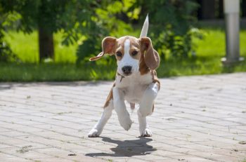 7 Crazy Things That Are Perfectly Normal for Beagles