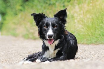 7 Crazy Things That Are Perfectly Normal for Border Collies