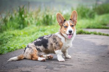 10 Dog Breeds with the Most Quirky Sleep Positions