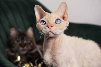 10 Hypoallergenic Cat Breeds