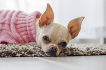 10 Dog Breeds With The Most Adorable Napping Habits